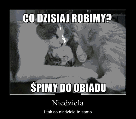 Dwa kotki śpią do obiadu w niedzielę
